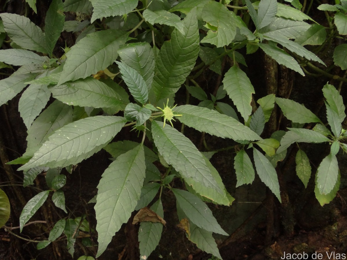 Dorstenia indica Wight